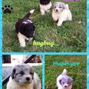 HUSHPUPPY- mini, Newfypoo Puppy